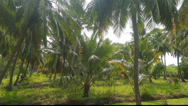  Agricultural Land 3 Acre for Sale in Thenthamaraikulam, Kanyakumari