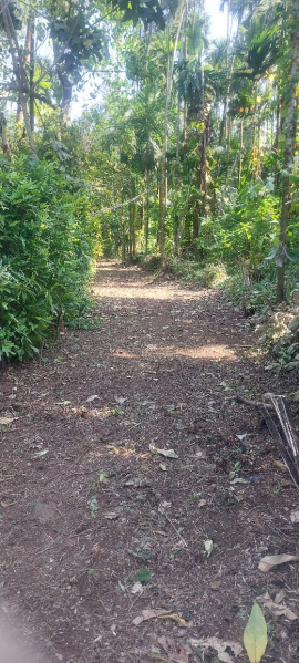  10200 Sq.ft. Residential Plot for Sale in Chaul, Alibag, Raigad