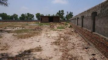  Agricultural Land for Sale in Alipur titukhera sirsa, Sirsa, Sirsa