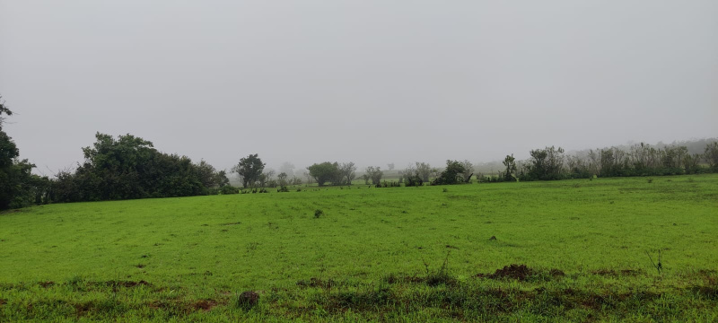 Agricultural Land 100 Acre for Sale in Sawantwadi, Sindhudurg