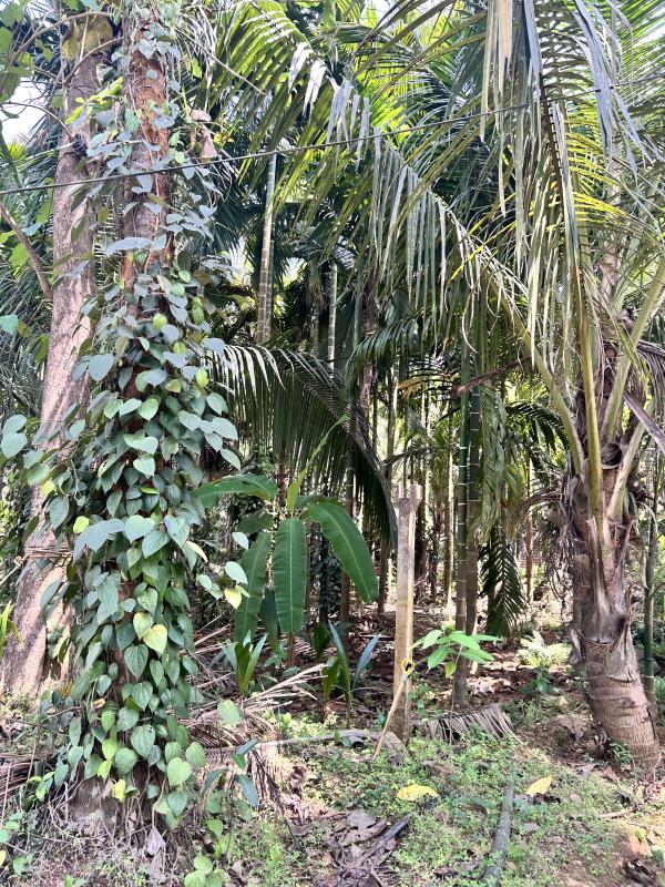  Residential Plot 5 Acre for Sale in Kudal, Sindhudurg