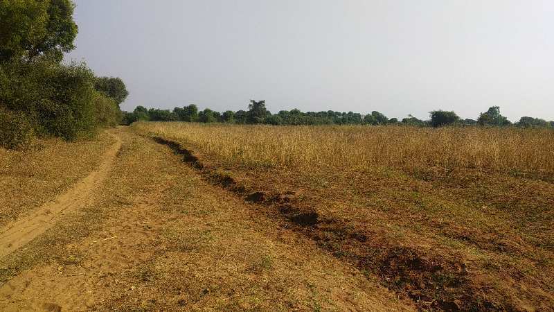 Agricultural Land 2 Bigha for Sale in Adalaj, Gandhinagar