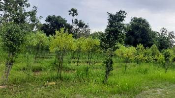  Agricultural Land for Sale in Araku Road, Visakhapatnam