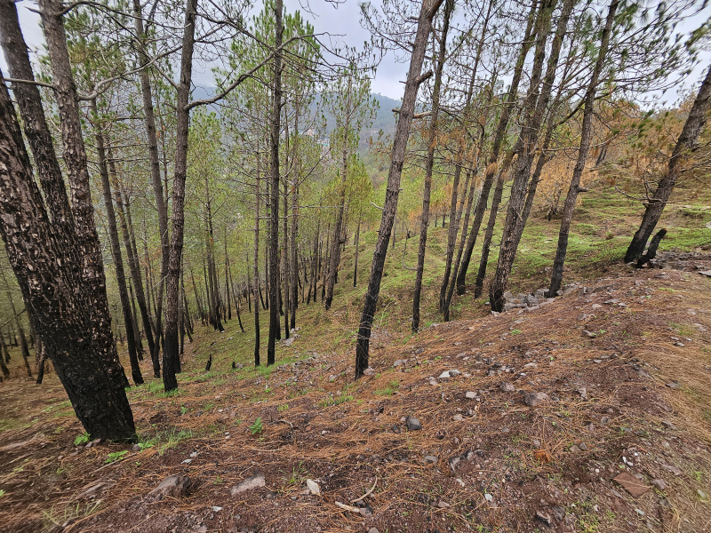  Residential Plot 450 Sq. Yards for Sale in Kumarhatti, Solan