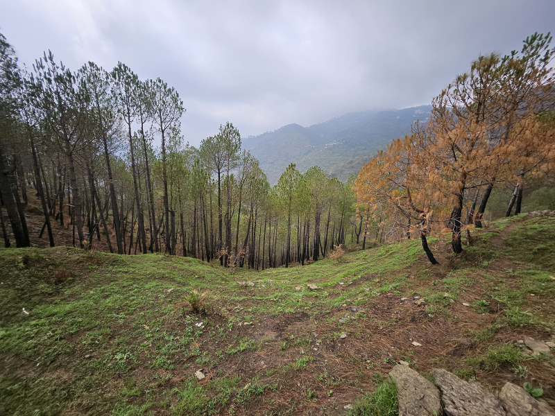  Residential Plot 450 Sq. Yards for Sale in Kumarhatti, Solan