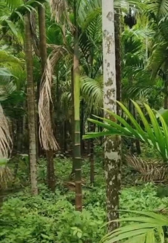  Residential Plot for Sale in Murud, Raigad