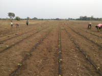  Agricultural Land for Sale in Samudrapur, Wardha