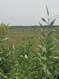  Agricultural Land for Sale in Kondayapalem, Nellore