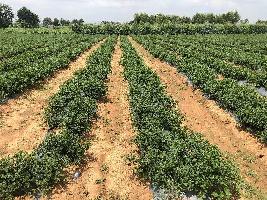  Agricultural Land for Rent in Vemgal, Kolar, Kolar