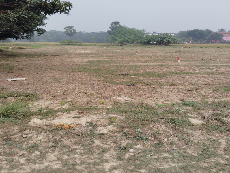  Residential Plot 1350 Sq.ft. for Sale in Bela Dullah, Darbhanga