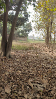  Residential Plot for Sale in Danapur, Patna