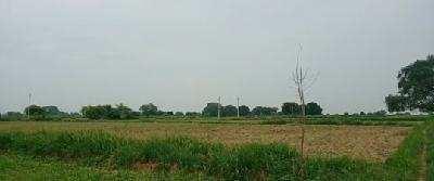  Agricultural Land for Sale in Ghatampur, Kanpur