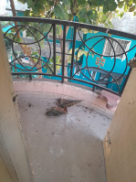 3 BHK Flat for Rent in Kanke, Ranchi