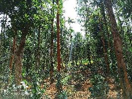  Agricultural Land for Sale in Mananthavady, Wayanad