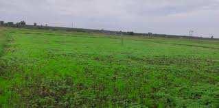  Agricultural Land for Sale in Vempadu, Eluru