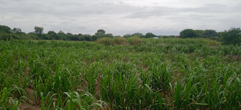  Agricultural Land for Sale in Pathardi, Ahmednagar