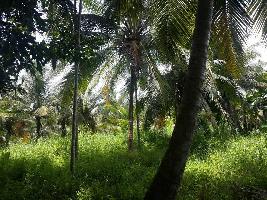  Agricultural Land for Sale in Ponnani, Malappuram