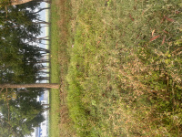 Agricultural Land for Sale in Memari, Bardhaman