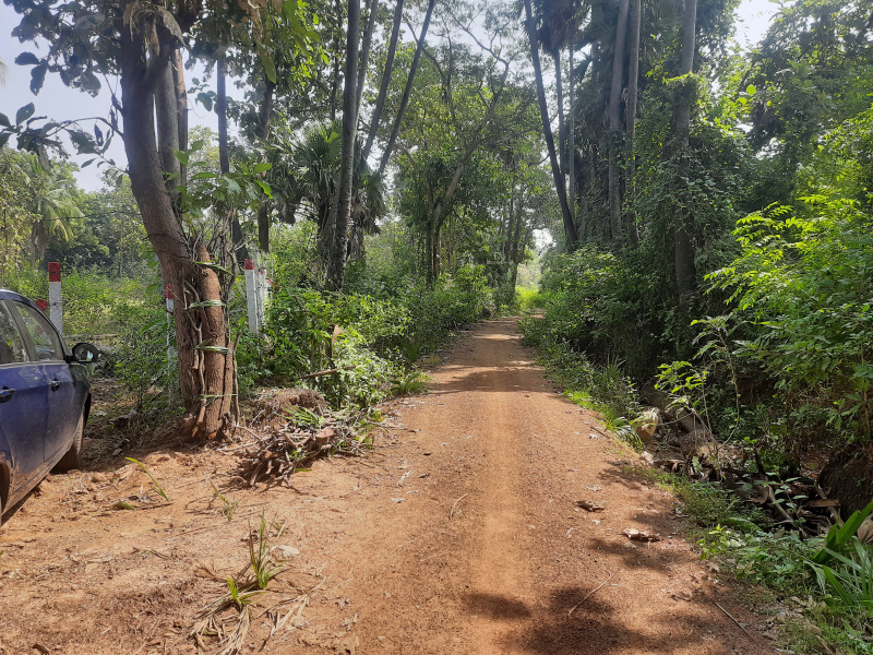  Agricultural Land 3 Acre for Sale in Badepalle, Vizianagaram