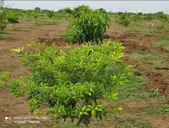  Agricultural Land 99 Sq.ft. for Sale in Acharapakkam, Chengalpattu
