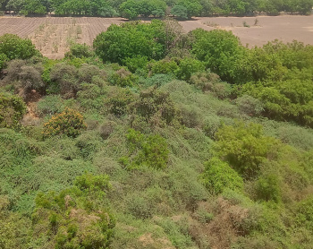  Agricultural Land for Sale in Vallabhipur, Bhavnagar