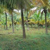  Agricultural Land for Sale in Chickmagluru, Chikmagalur, Chikmagalur