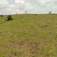  Agricultural Land for Sale in Jejuri MIDC, Pune