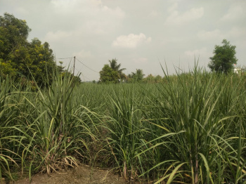  Agricultural Land for Sale in Shikrapur, Pune