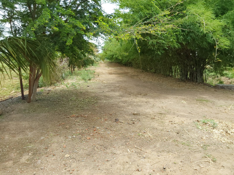  Agricultural Land 16 Acre for Sale in Sanaswadi, Pune