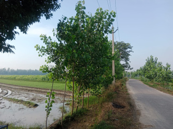  Agricultural Land for Sale in Bilaspur, Rampur