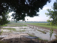  Agricultural Land for Sale in Bilaspur, Rampur