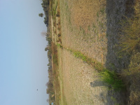 Agricultural Land for Sale in Chhendipada, Angul