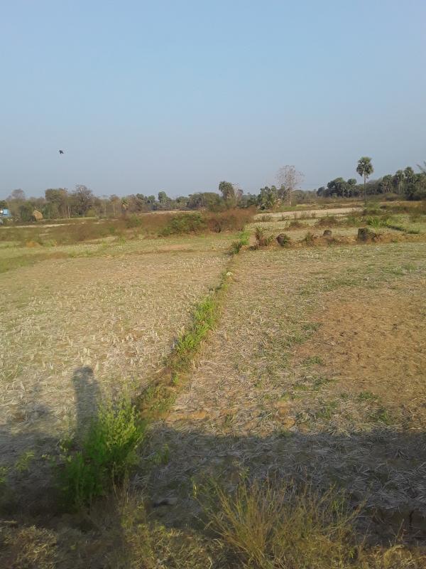 Agricultural Land 15 Guntha for Sale in Chhendipada, Angul
