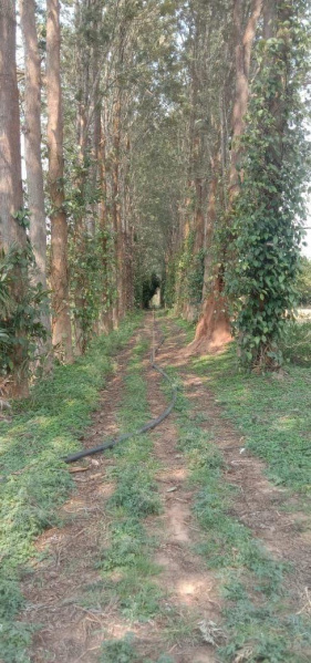  19 Acre Agricultural/Farm Land for Sale in Piriyapatna, Mysore