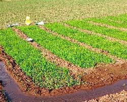  Agricultural Land for Rent in Shirur, Pune
