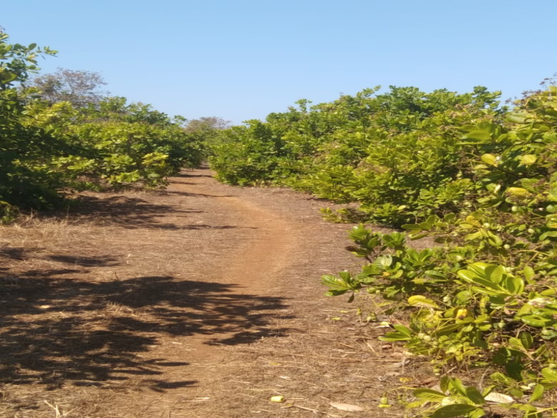  Agricultural Land 300 Acre for Sale in Kankavli, Sindhudurg