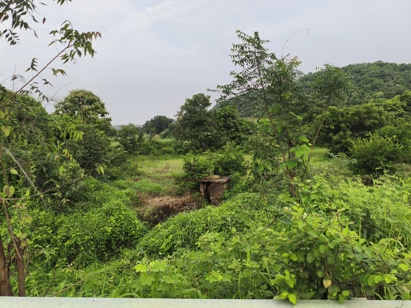 Agricultural Land 22 Acre for Sale in Patur, Akola
