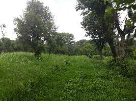  Agricultural Land for Sale in Panchrukhi, Kangra