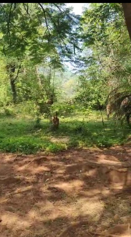  40 Cent Commercial Land for Sale in Jeypore, Koraput