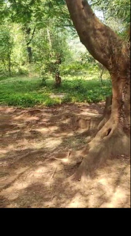  40 Cent Commercial Land for Sale in Jeypore, Koraput