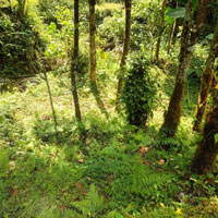  Agricultural Land for Sale in Sonada, Darjeeling