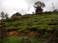  Residential Plot for Sale in Coonoor, Nilgiris