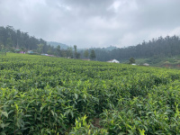  Residential Plot for Sale in Coonoor, Ooty