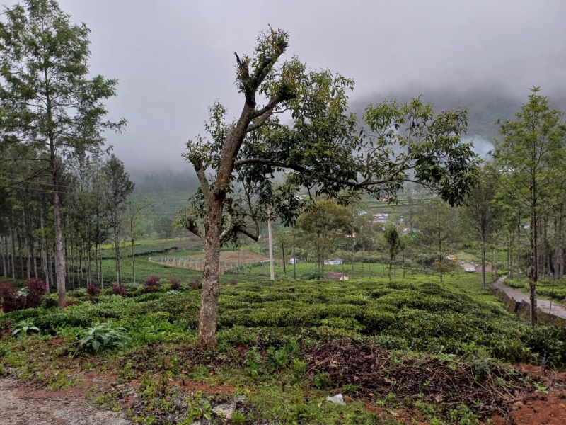  Residential Plot 24 Cent for Sale in Kotagiri, Nilgiris