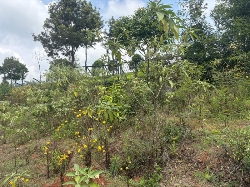  Residential Plot 1 Acre for Sale in Ketti, Nilgiris