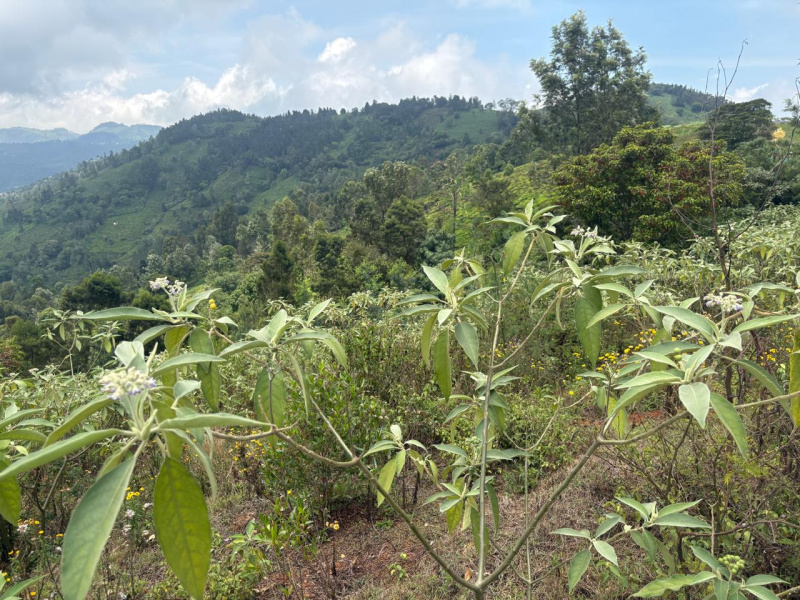  Residential Plot 1 Acre for Sale in Ketti, Nilgiris