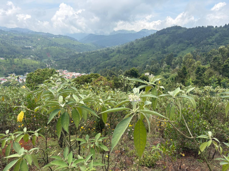  Residential Plot 1 Acre for Sale in Ketti, Nilgiris