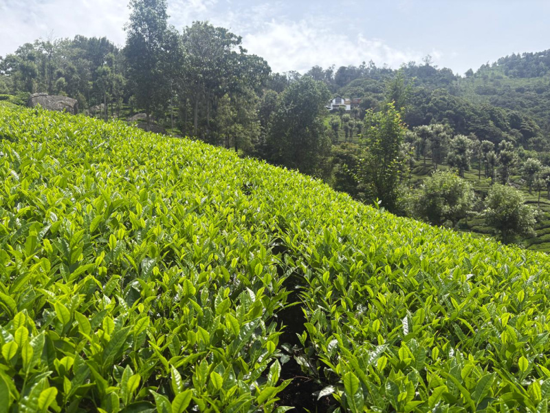  Residential Plot 2 Acre for Sale in Coonoor, Nilgiris