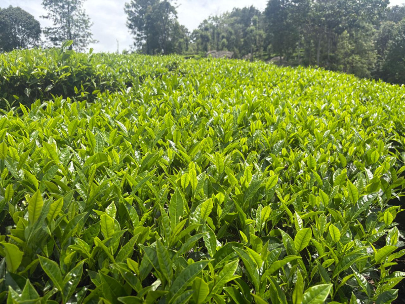  Residential Plot 2 Acre for Sale in Coonoor, Nilgiris