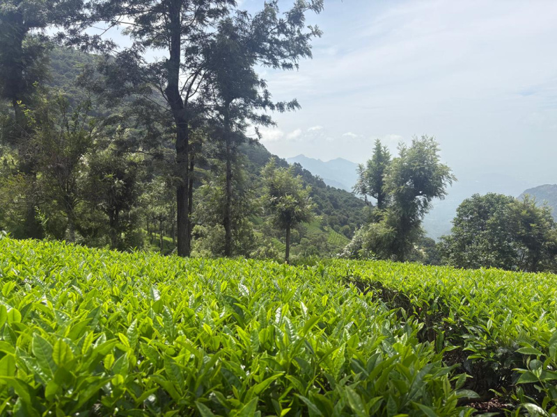  Residential Plot 2 Acre for Sale in Coonoor, Nilgiris